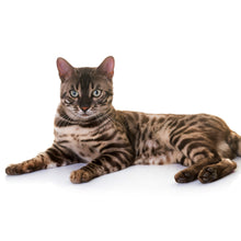 Load image into Gallery viewer, BENGAL CAT Pet Bowl - Premium Pet Bowl from The Wishful Fish - Just $37! Shop now at The Wishful Fish
