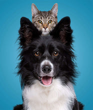 Load image into Gallery viewer, FURRY FRIENDS Pet Bowl - Premium Pet Bowl from The Wishful Fish - Just $37! Shop now at The Wishful Fish