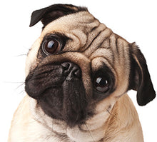 Load image into Gallery viewer, I LOVE MY PUG Pet Bowl - Premium Pet Bowl from The Wishful Fish - Just $37! Shop now at The Wishful Fish