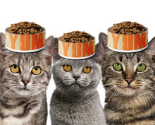 Load image into Gallery viewer, Yum. Yum. Cat Pet Bowl - Premium Pet Bowl from The Wishful Fish - Just $37! Shop now at The Wishful Fish