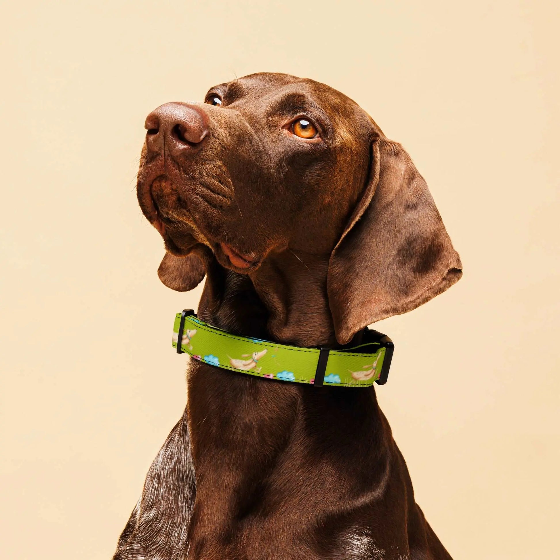 FUN DOGS Pet Collar - Premium Pet Collar from The Wishful Fish - Just $21! Shop now at The Wishful Fish
